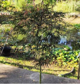 Клен ACER PALMATUM DISSECTUM TAMUKEYAMA C. 15L 1/2 FUSTO H120